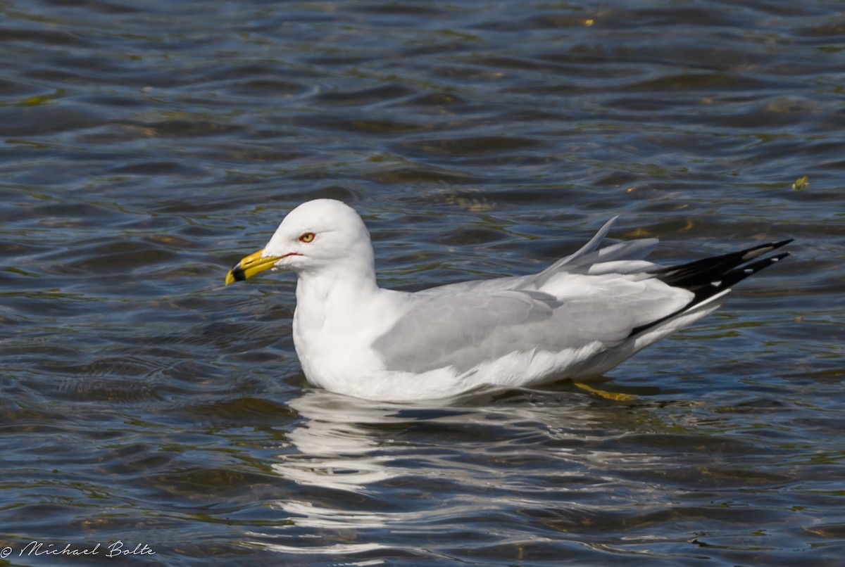 Ring-billed Gull - ML616091304