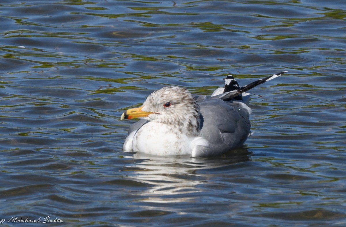 Gaviota Californiana - ML616091324