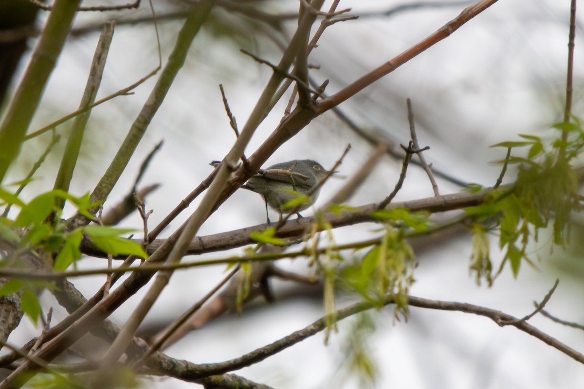 Blue-gray Gnatcatcher - ML616091326