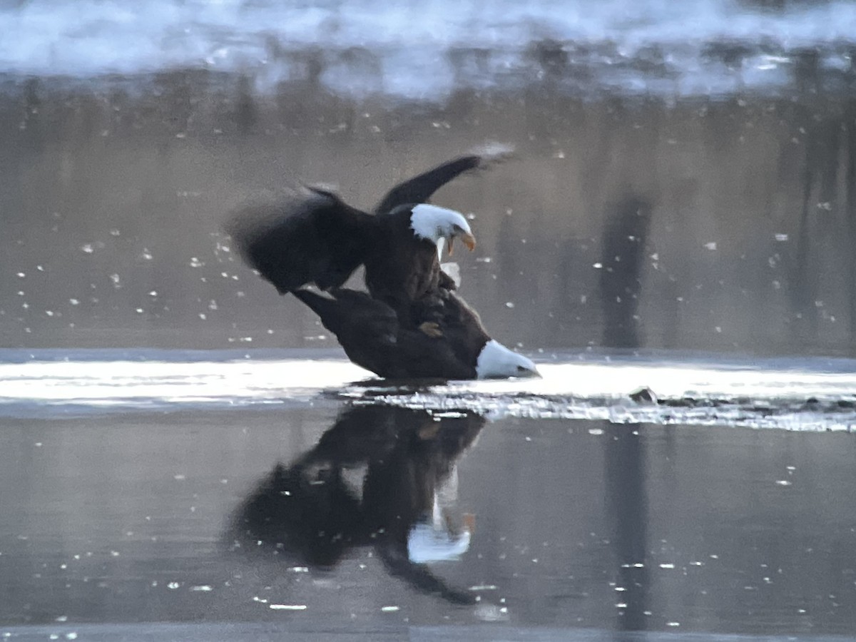 Bald Eagle - ML616091395