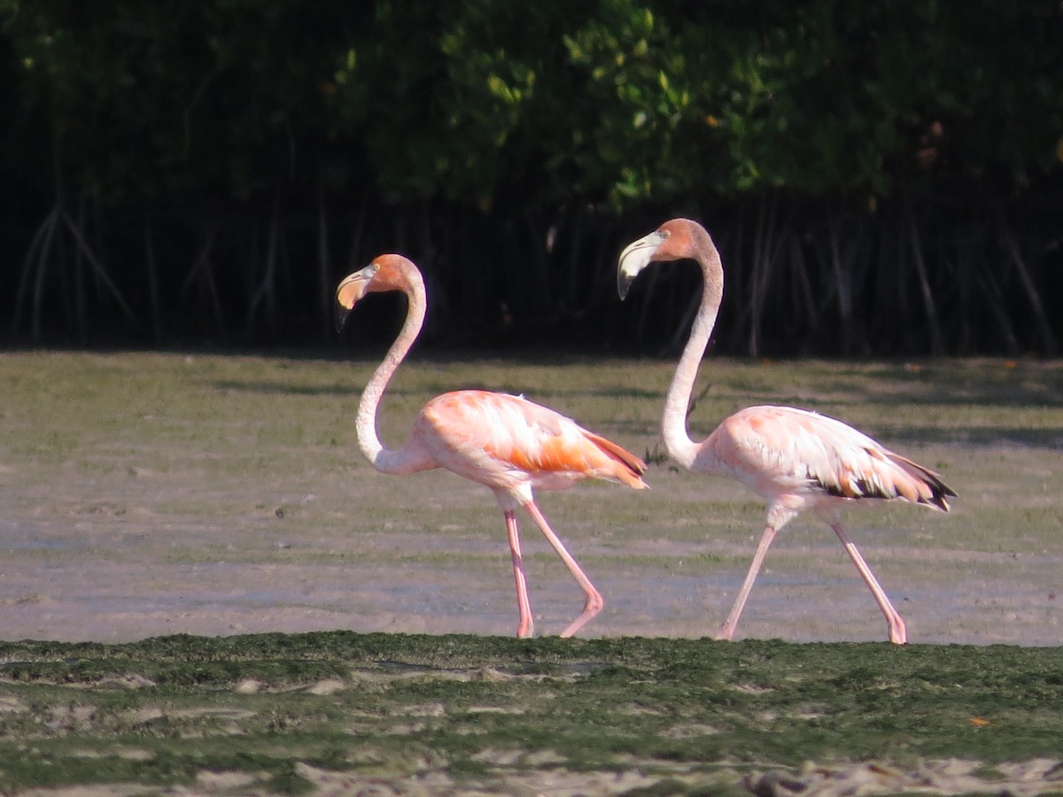 American Flamingo - ML616091423