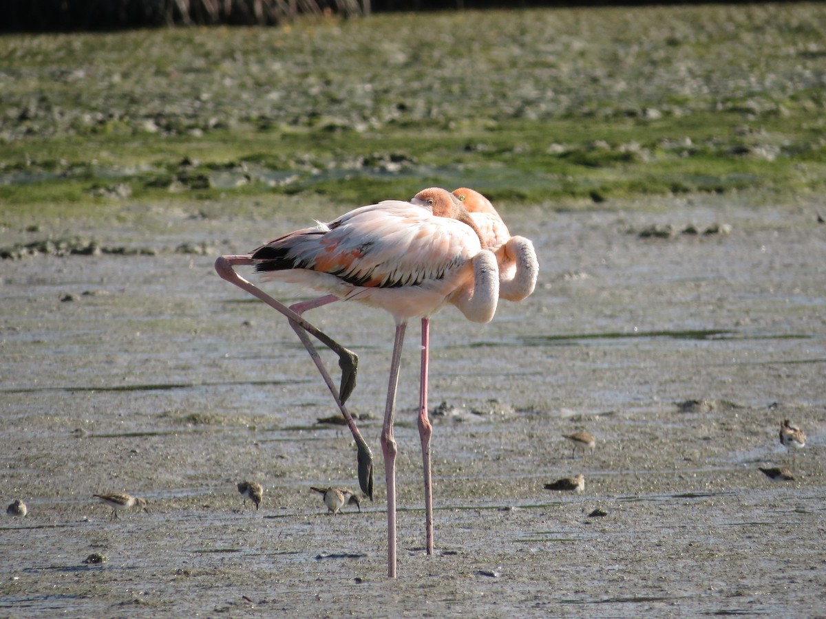 American Flamingo - ML616091448