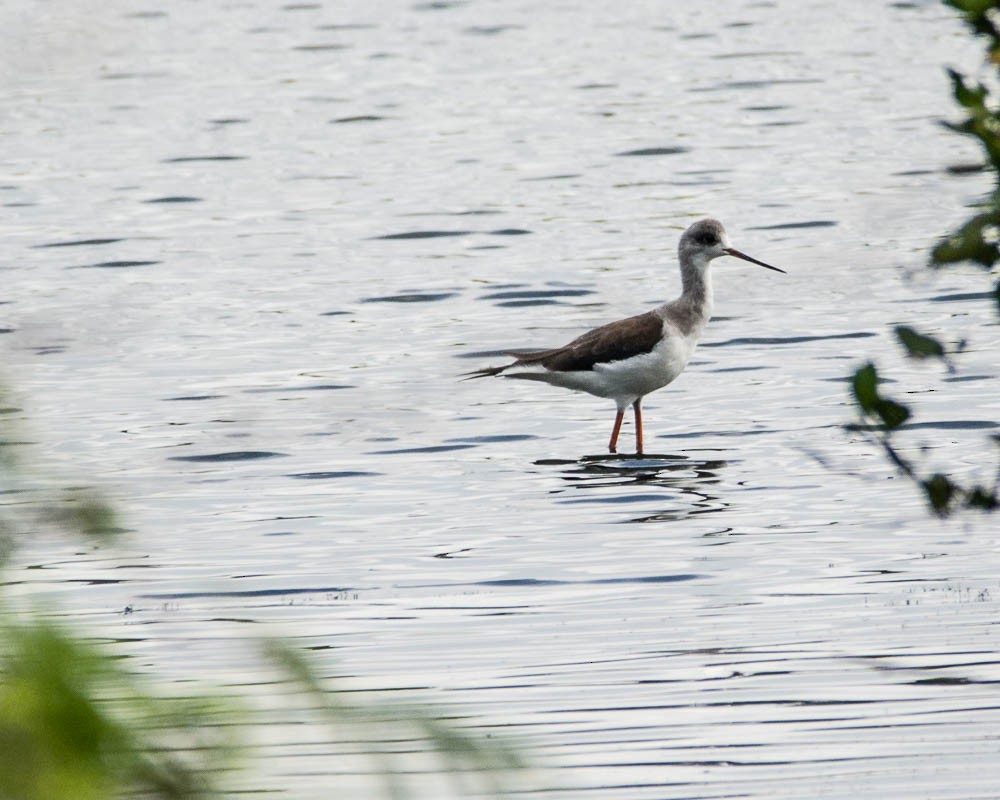 Black-winged Stilt - JW  Mills