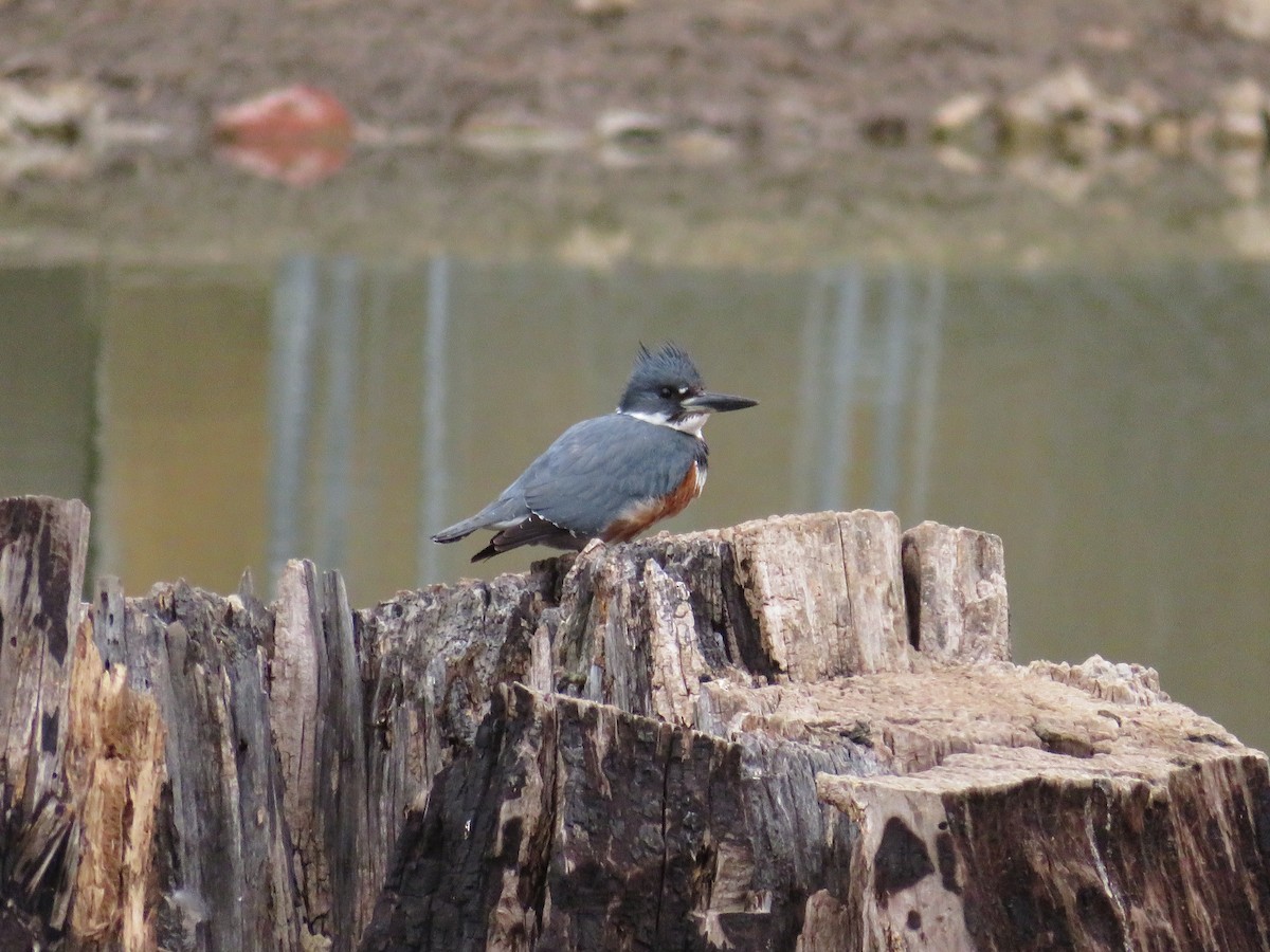 Belted Kingfisher - Cindy Rein