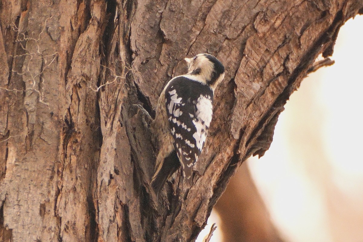 Gray-capped Pygmy Woodpecker - ML616091484