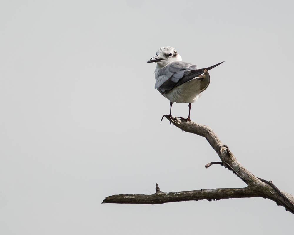 Whiskered Tern - JW  Mills