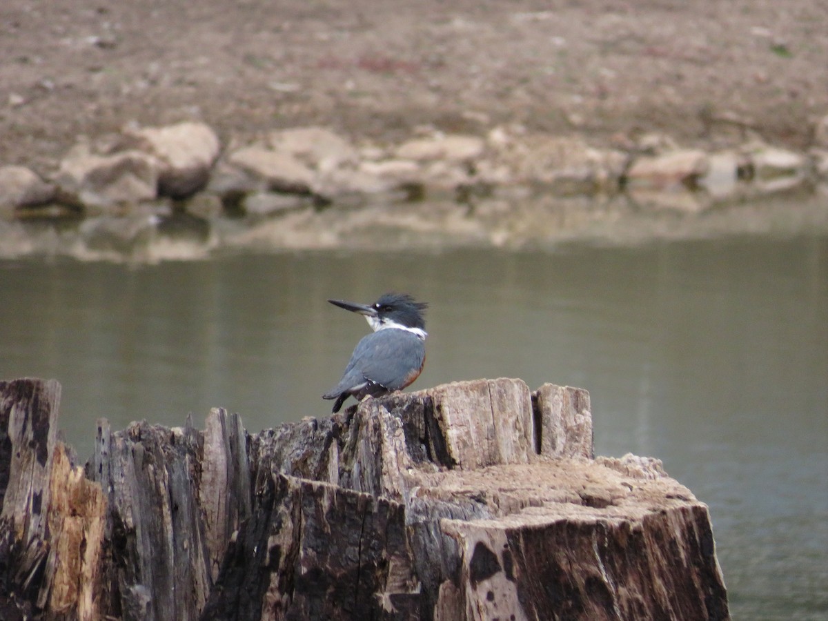 Belted Kingfisher - Cindy Rein