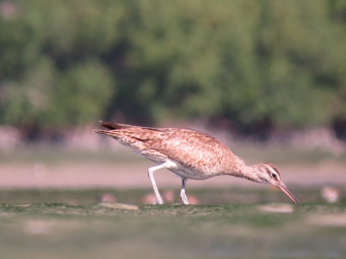 Whimbrel - ML616091499