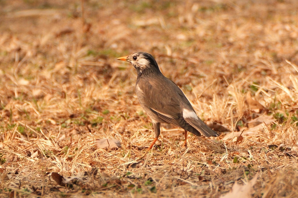 White-cheeked Starling - ML616091501