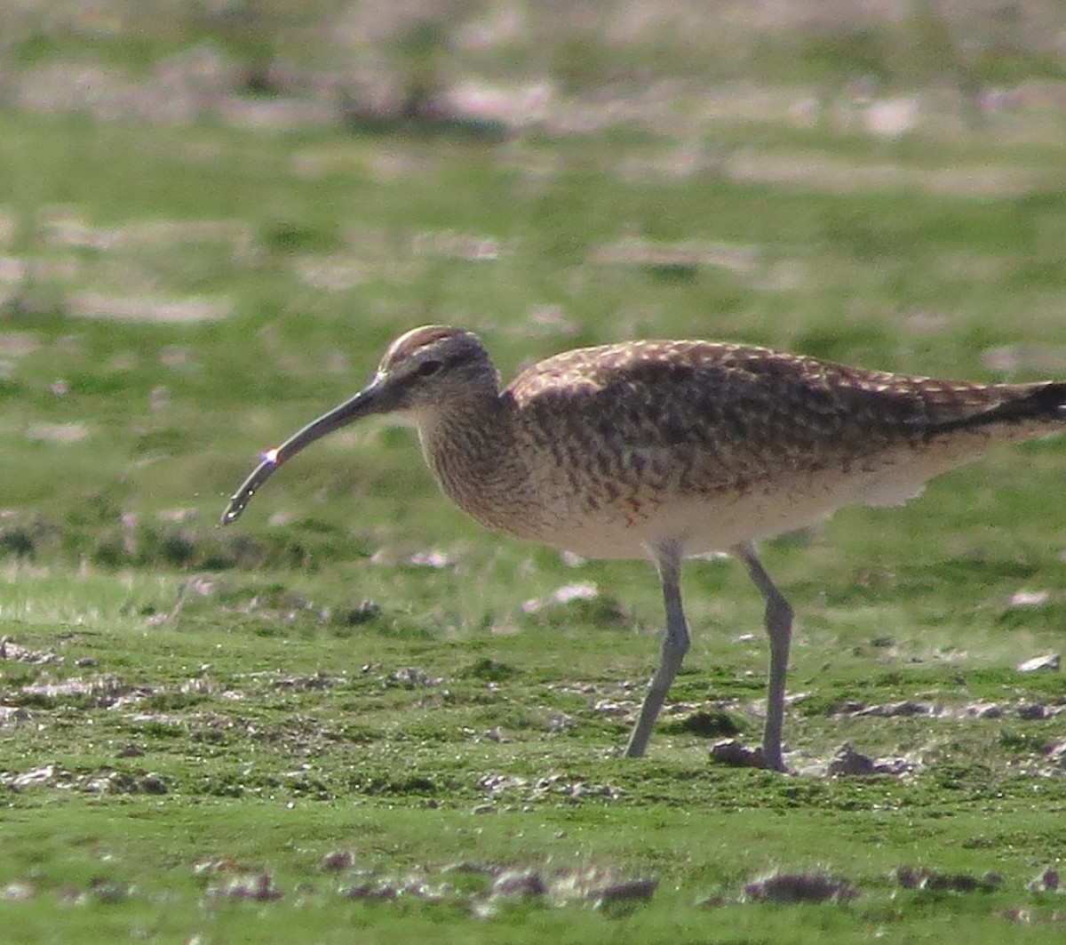 Whimbrel - ML616091504