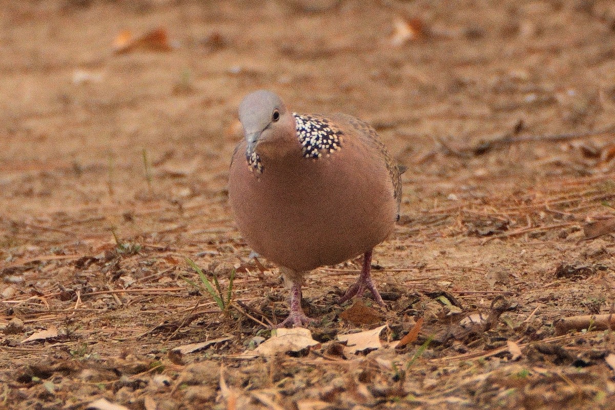 Spotted Dove - ML616091522