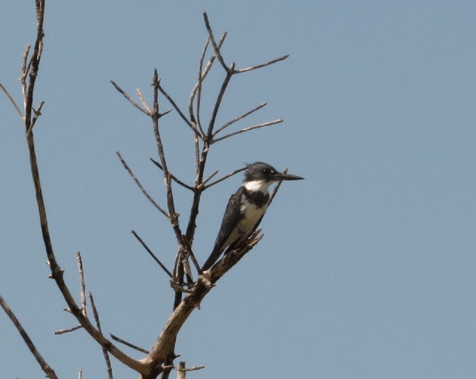 Belted Kingfisher - ML616091537