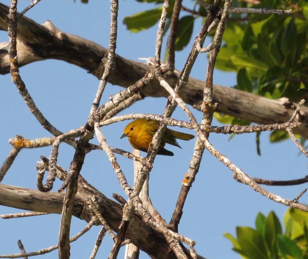 Yellow Warbler - ML616091550