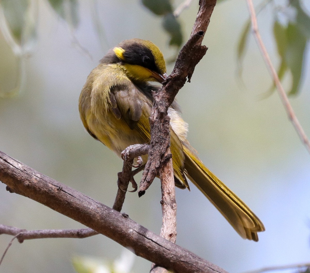 Yellow-tufted Honeyeater - ML616091560