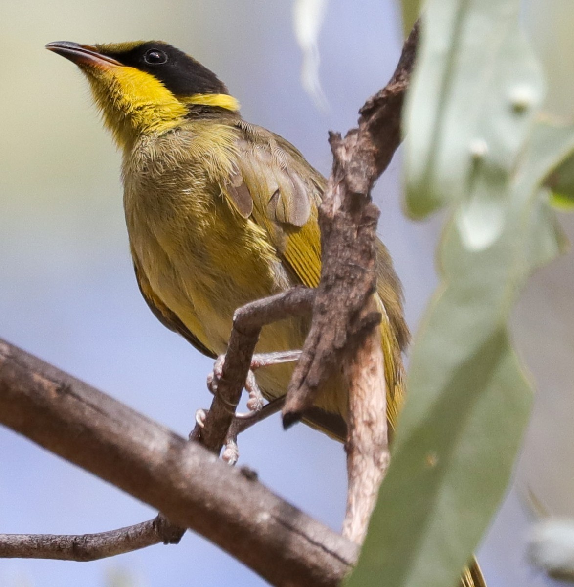 Yellow-tufted Honeyeater - ML616091561