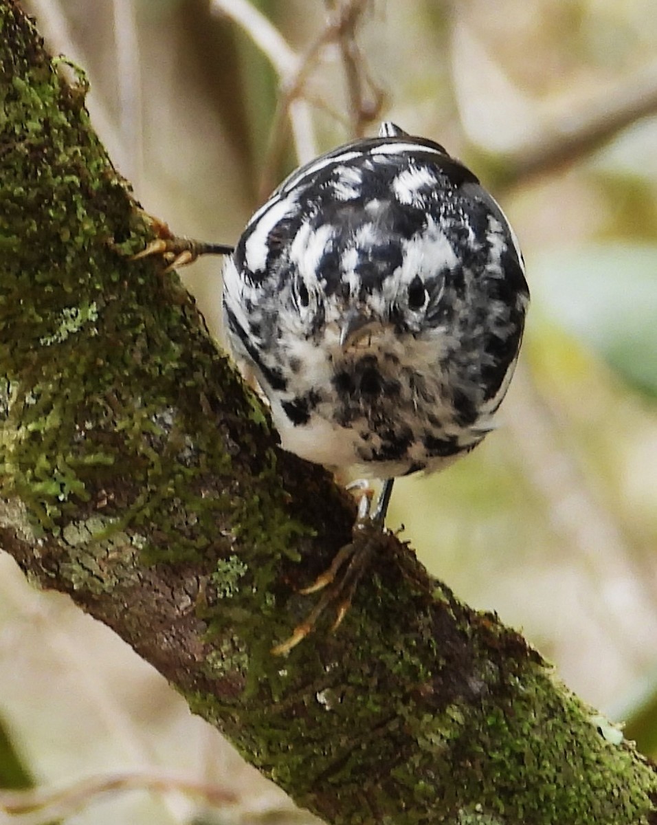 Black-and-white Warbler - Eric Haskell