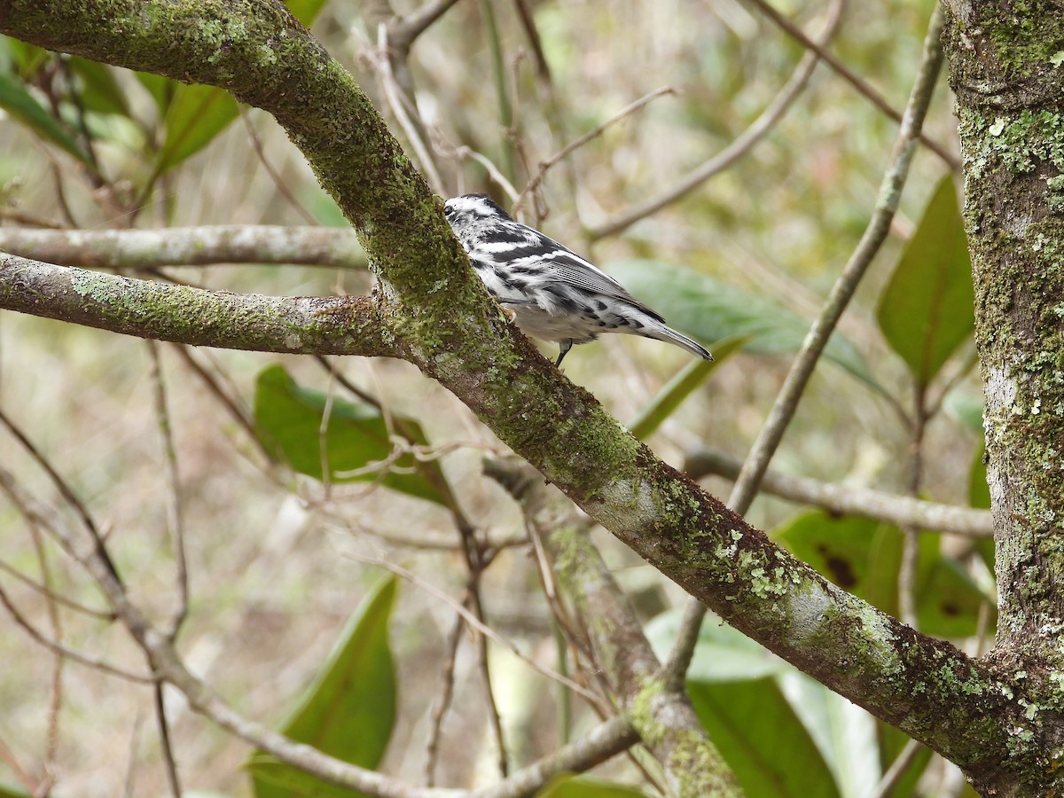 Black-and-white Warbler - ML616091564