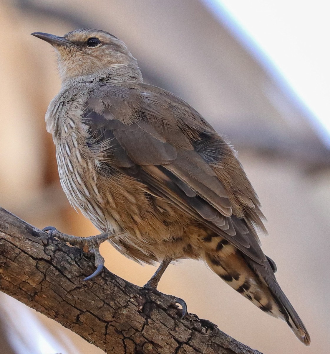 Brown Treecreeper - ML616091594