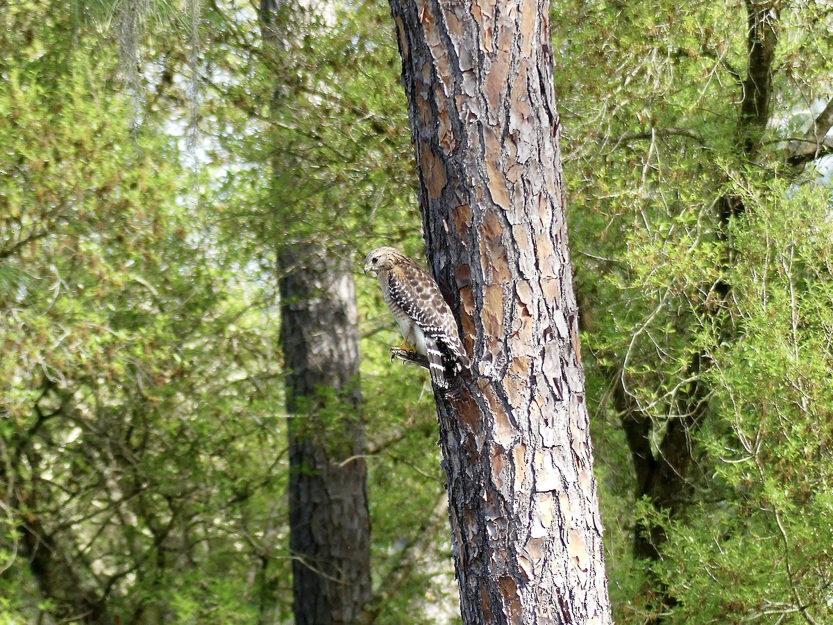 Red-shouldered Hawk - ML616091619