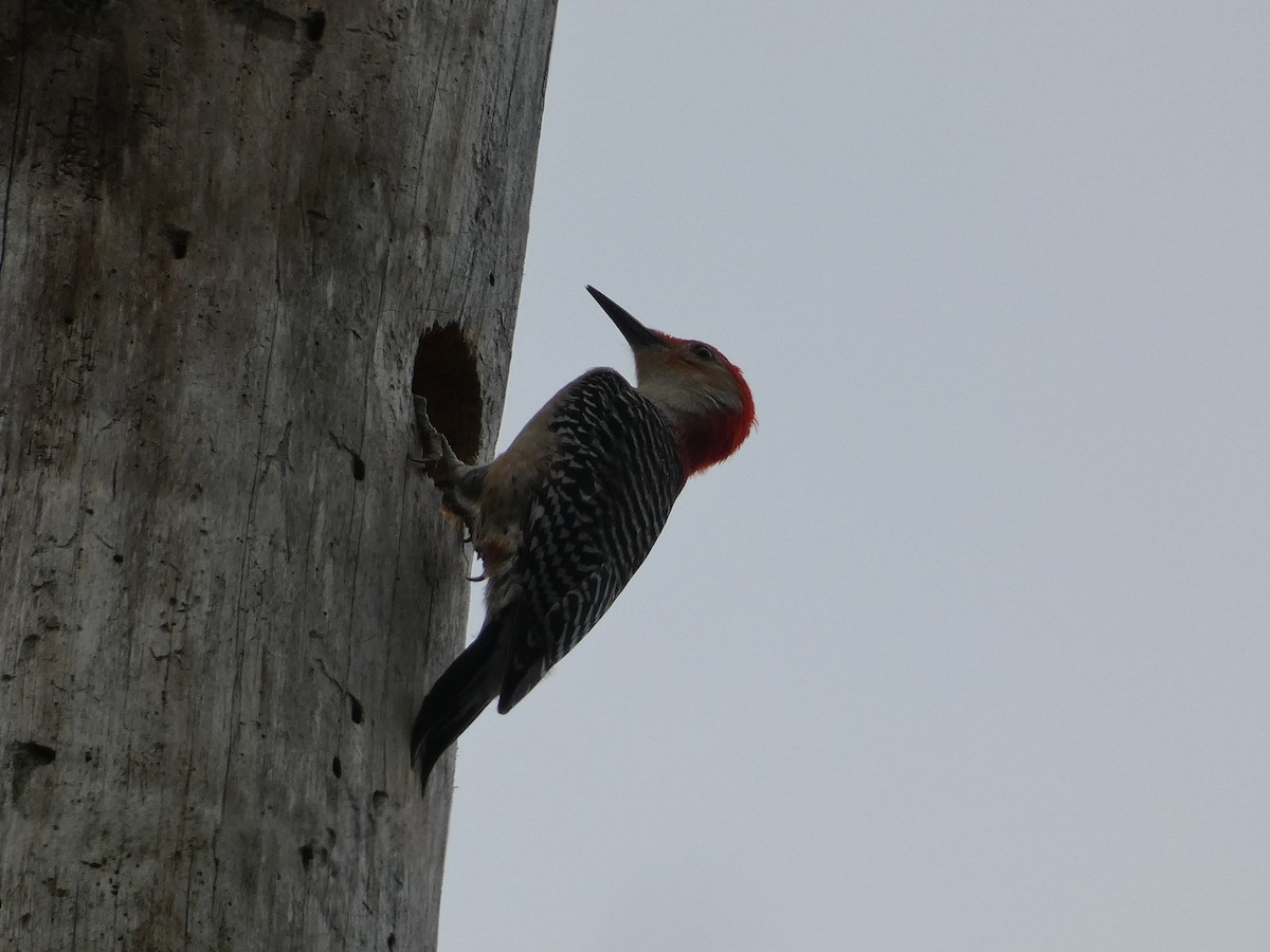 Red-bellied Woodpecker - ML616091625