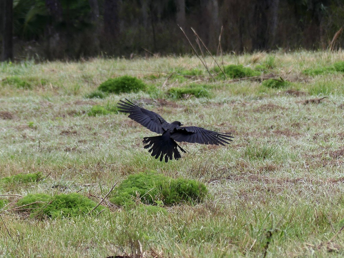 American Crow - ML616091628