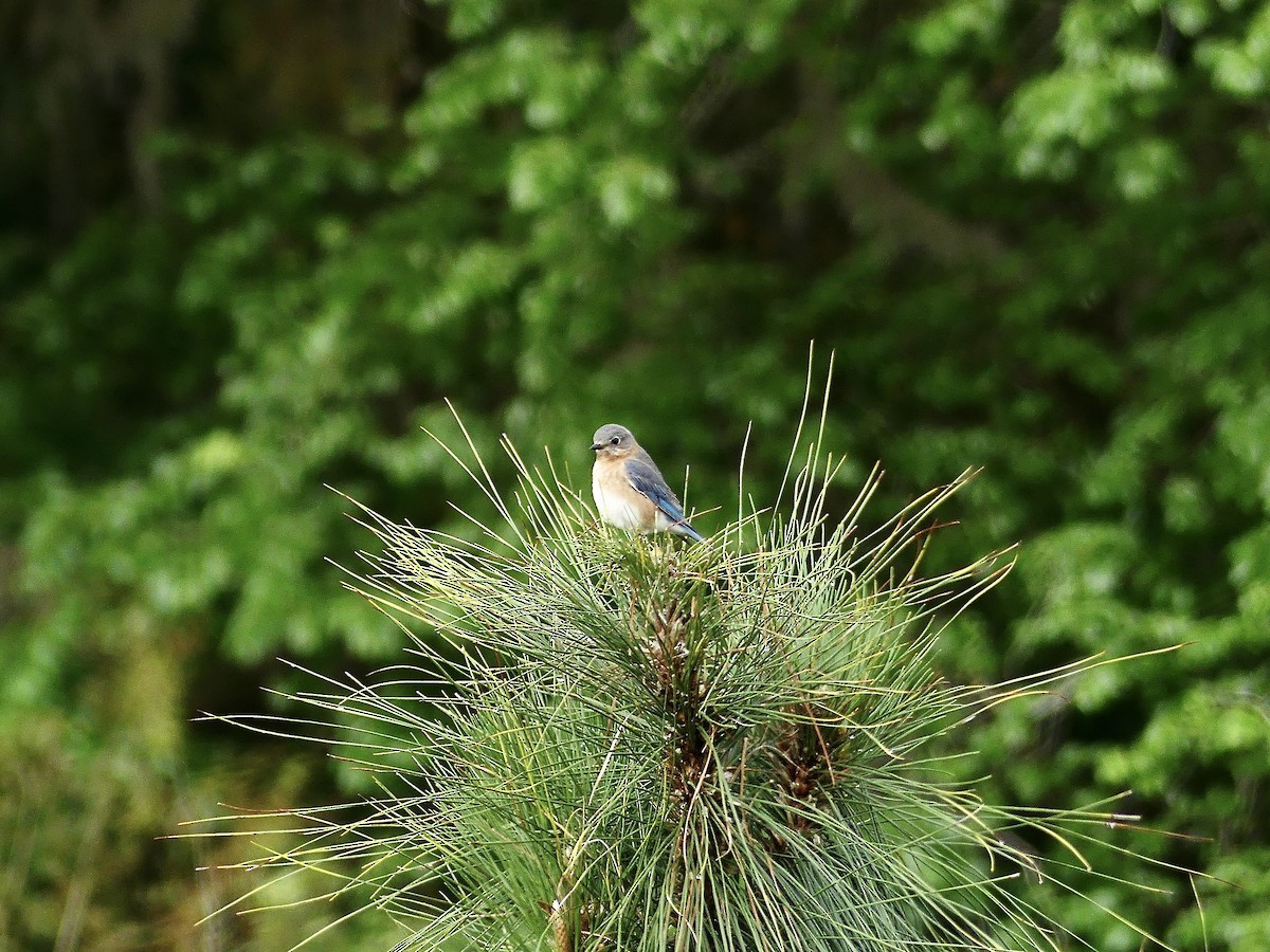 Eastern Bluebird - ML616091633