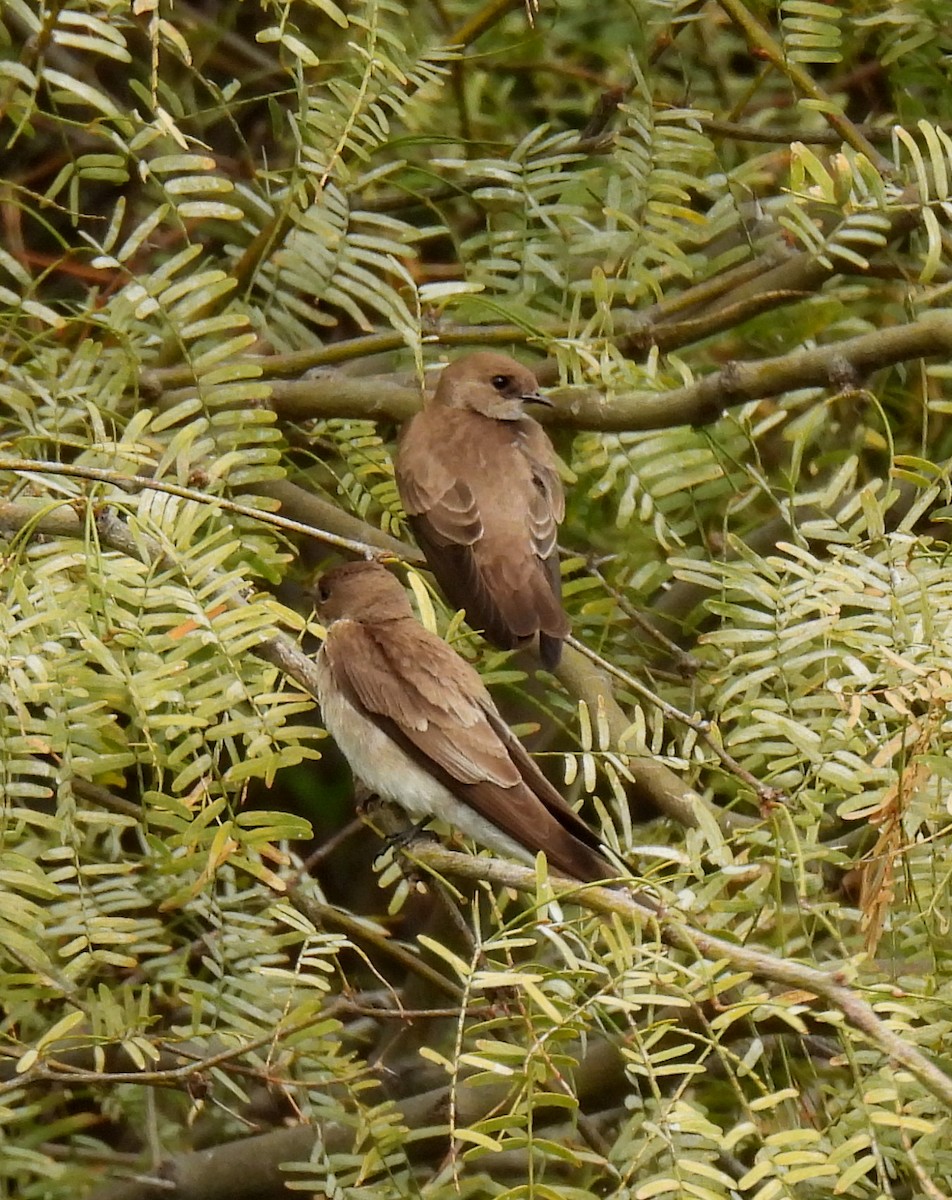 Northern Rough-winged Swallow - Mary Tannehill