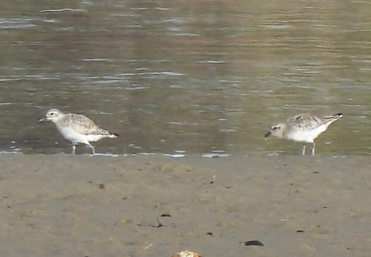 Black-bellied Plover - ML616091731