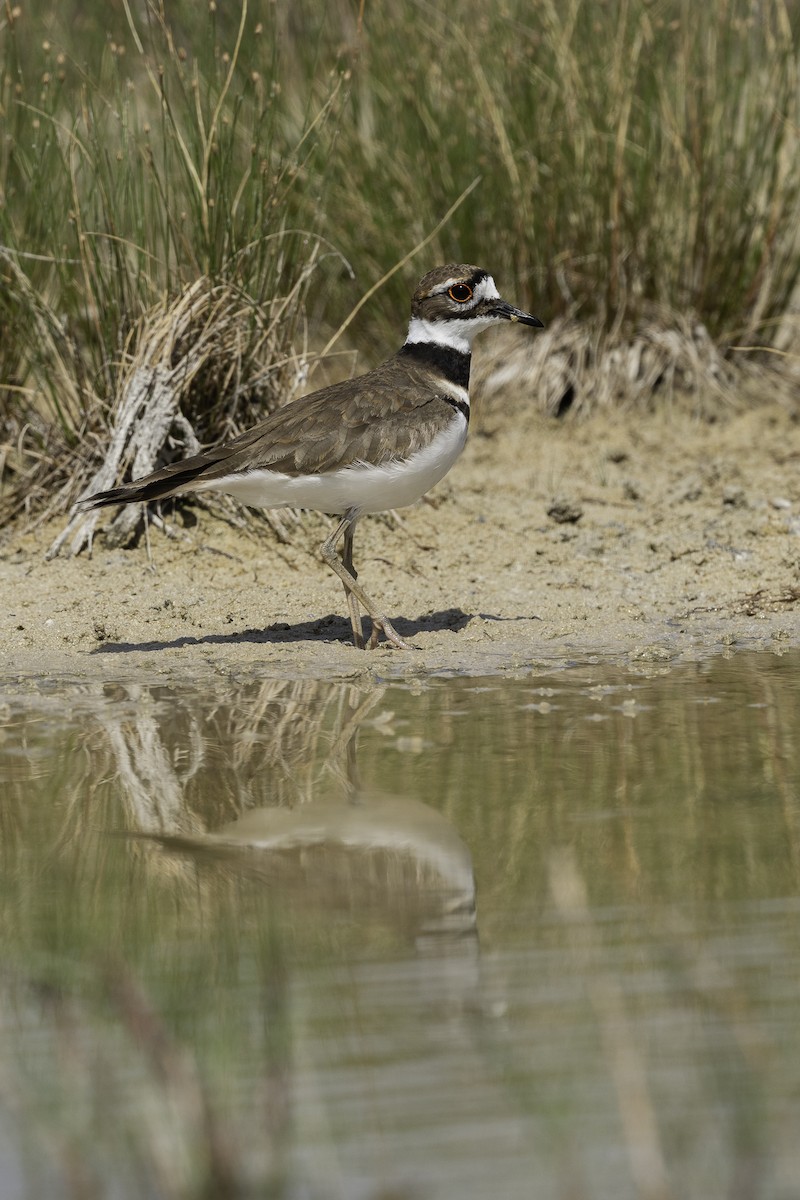 Killdeer - Luis Guillermo