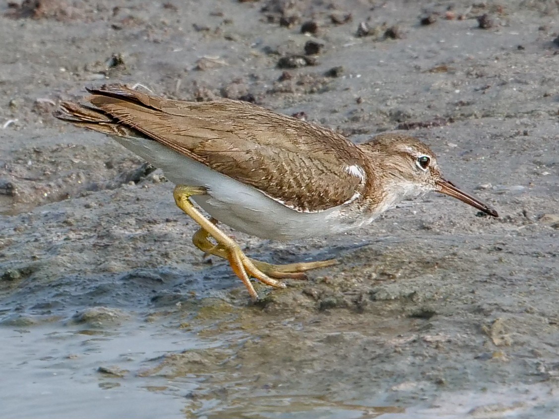 Spotted Sandpiper - ML616091815