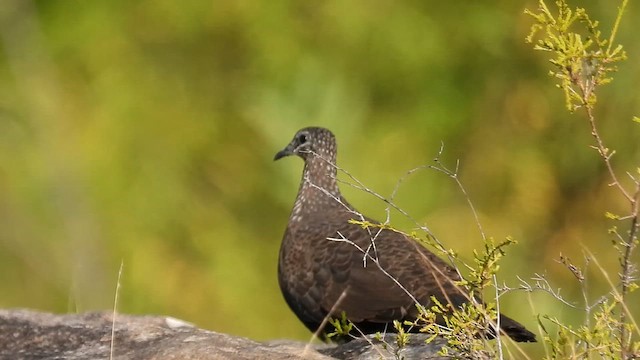 Chestnut-quilled Rock-Pigeon - ML616091864