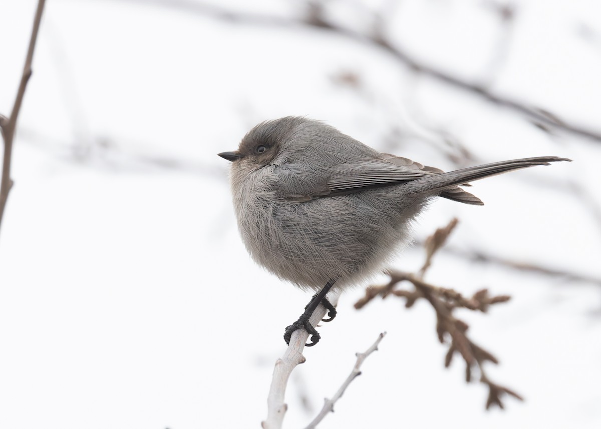 Bushtit - ML616091888