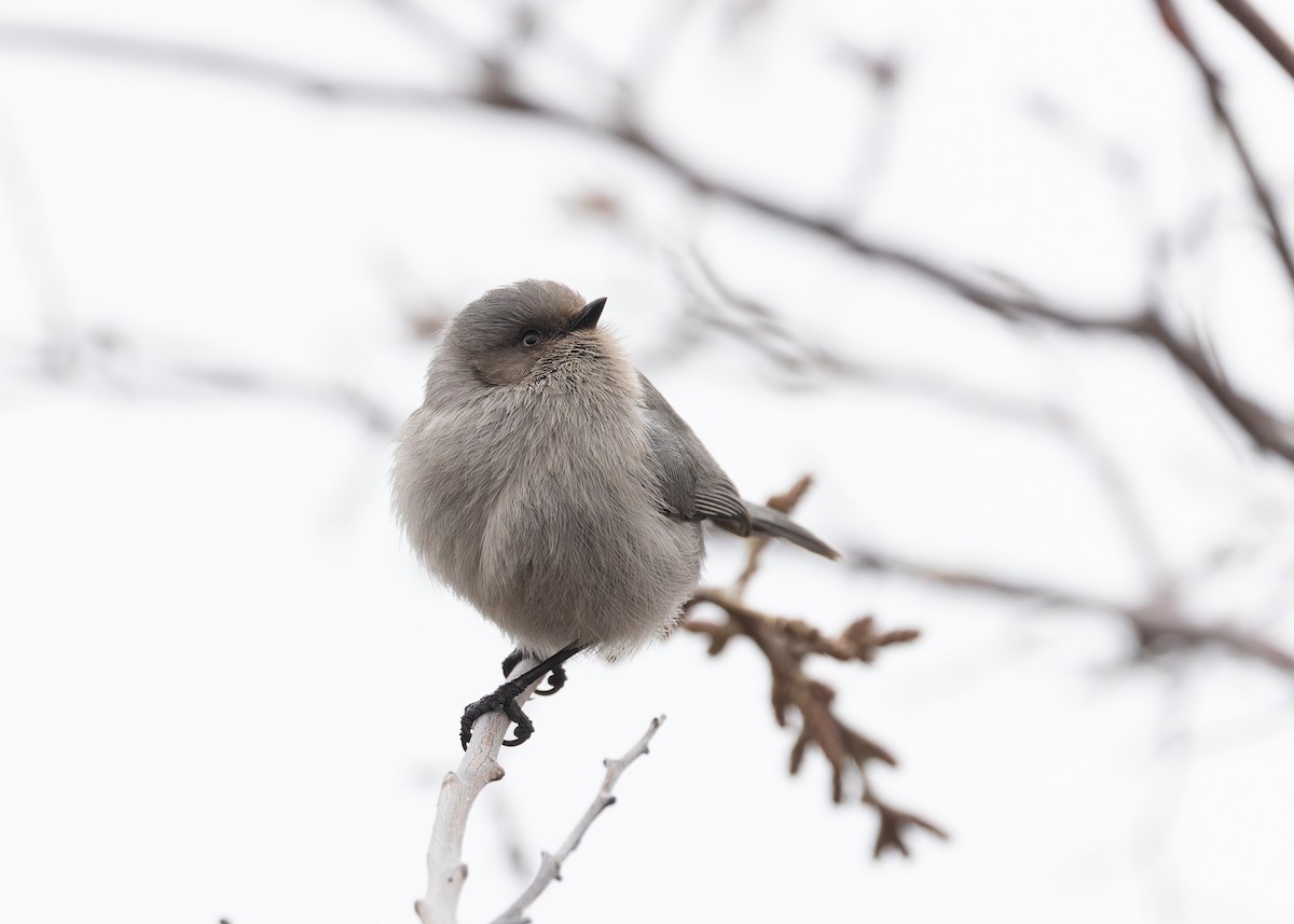 Bushtit - ML616091889