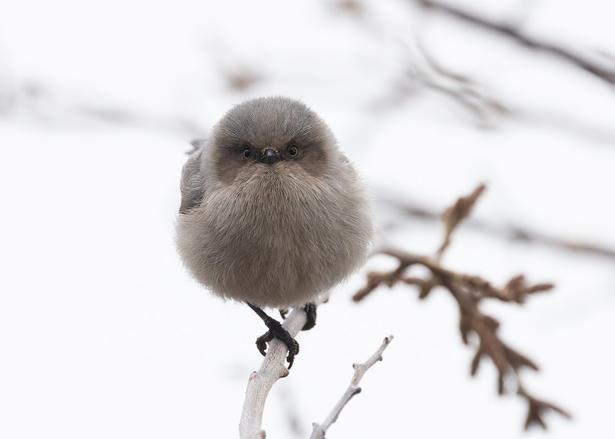 Bushtit - ML616091891