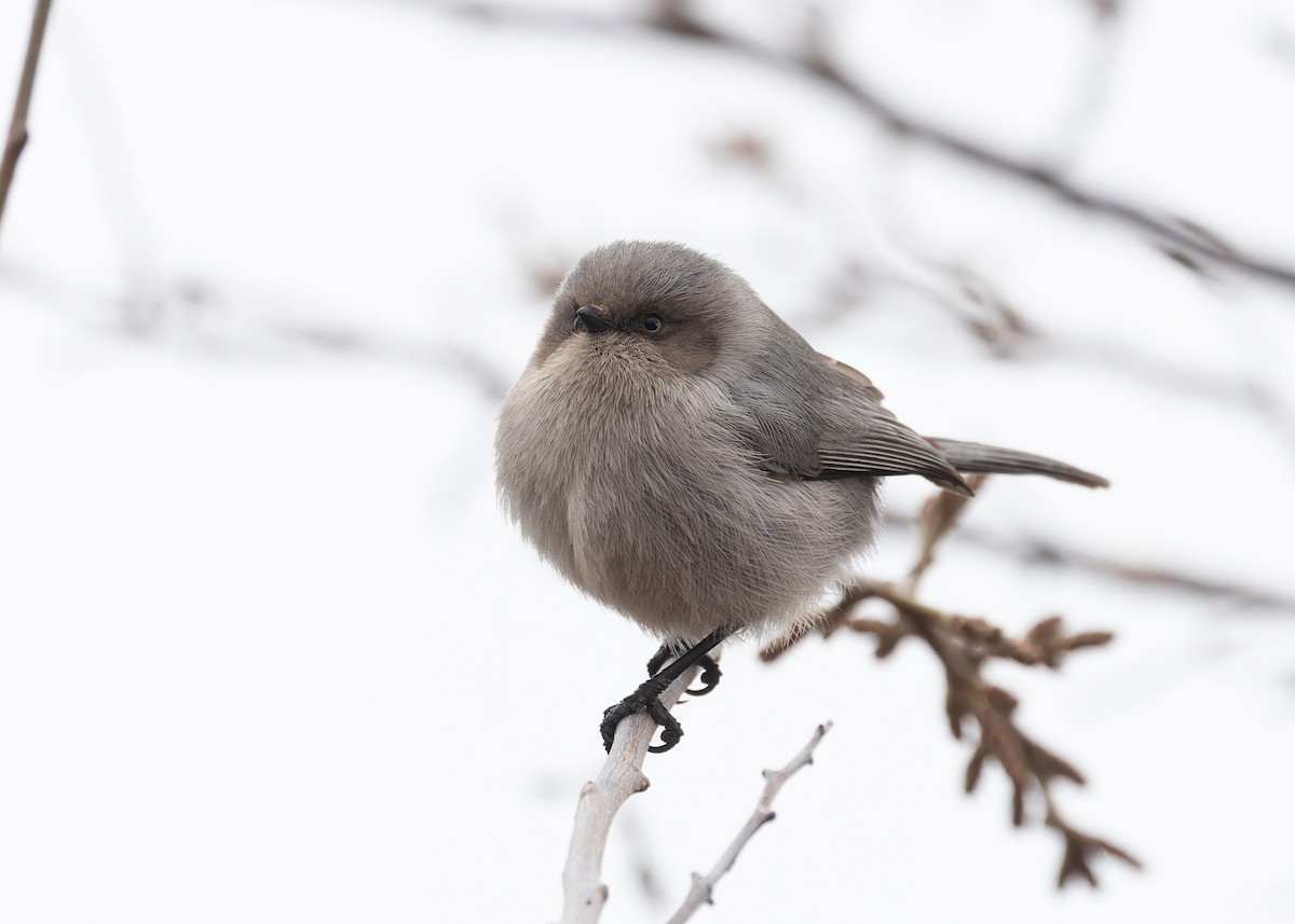 Bushtit - ML616091896