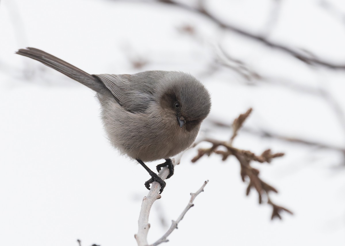 Bushtit - ML616091904