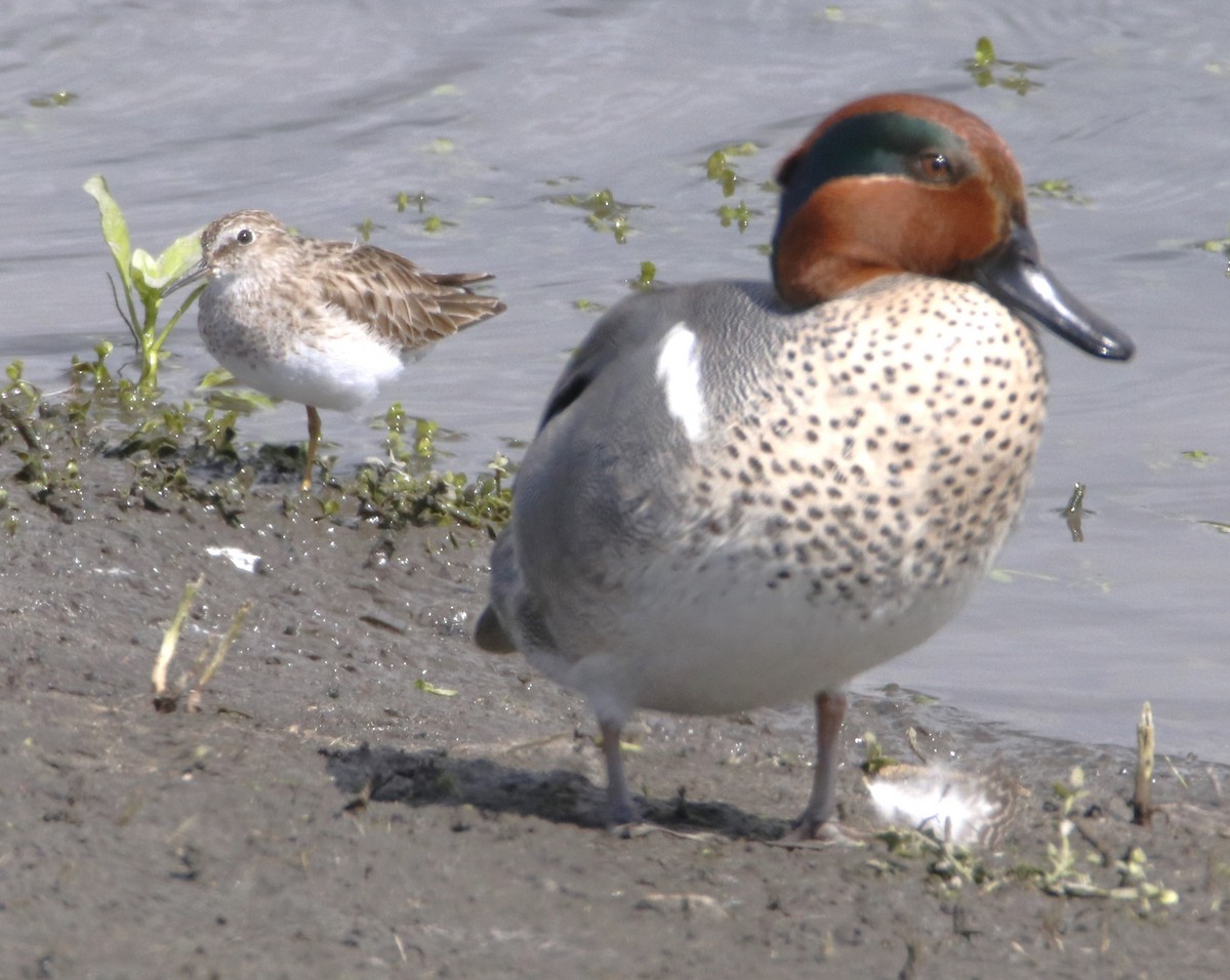 Green-winged Teal - Barry Spolter