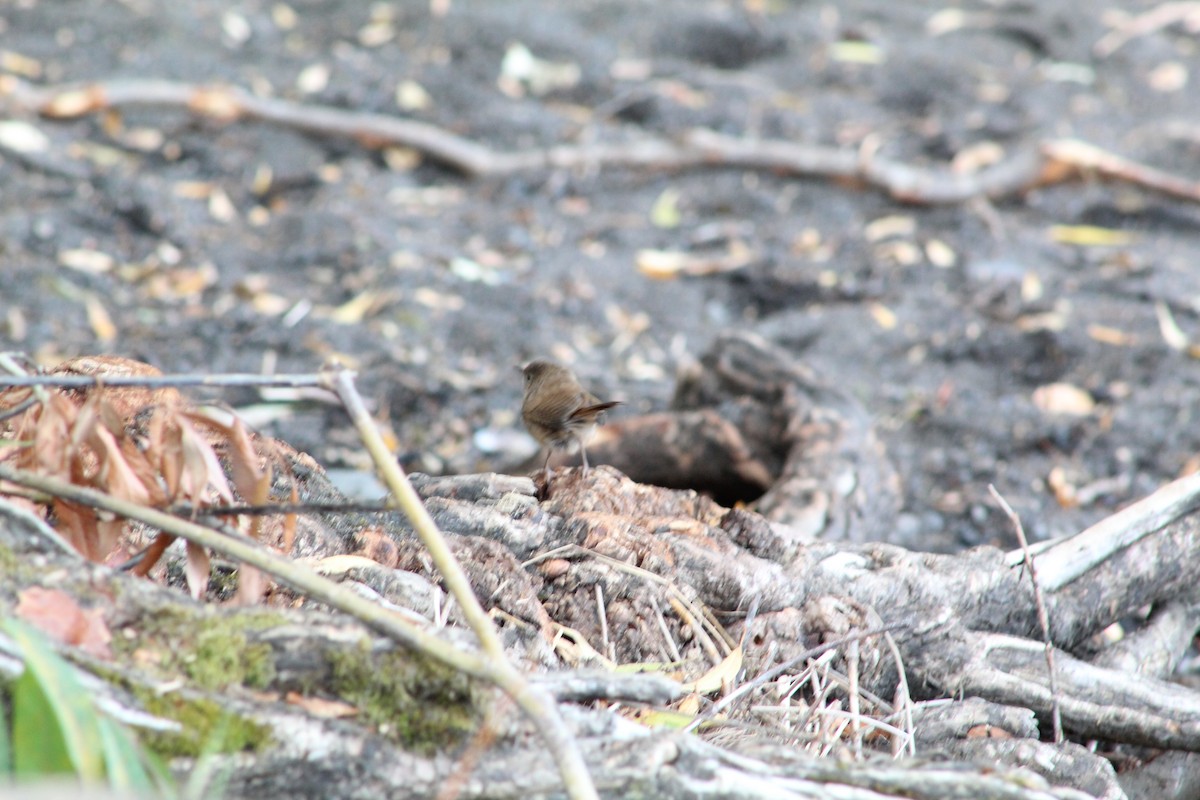 House Wren - ML616092084