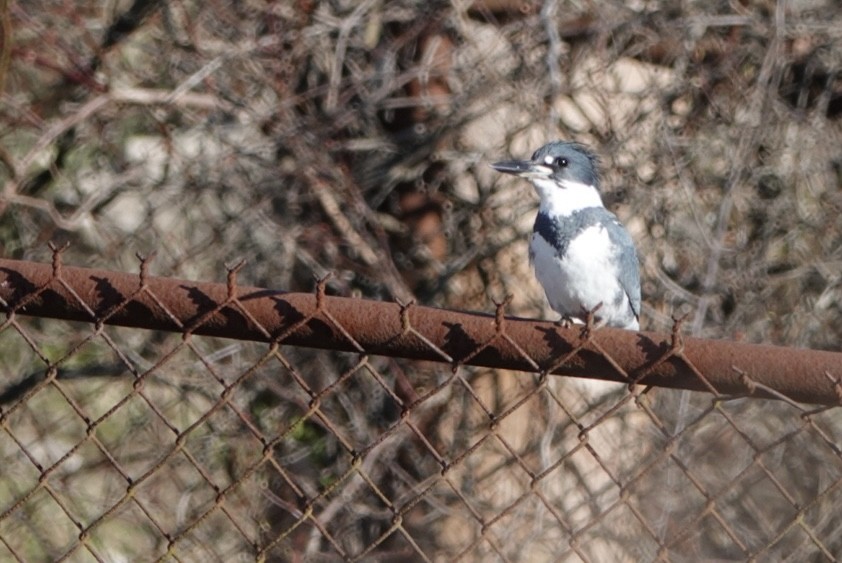 Belted Kingfisher - ML616092116