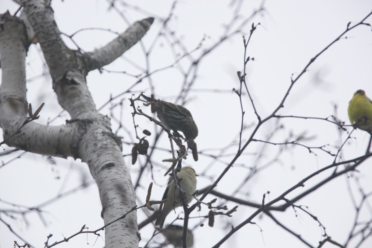 Pine Siskin - Paul Miller