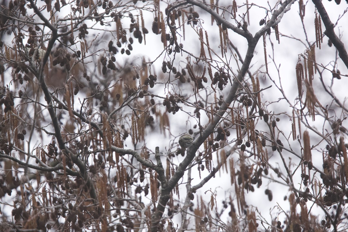 Pine Siskin - Paul Miller