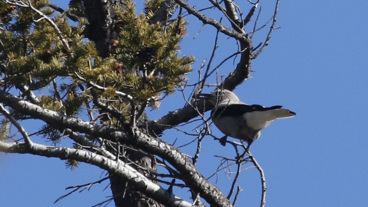 Clark's Nutcracker - Jim Sims