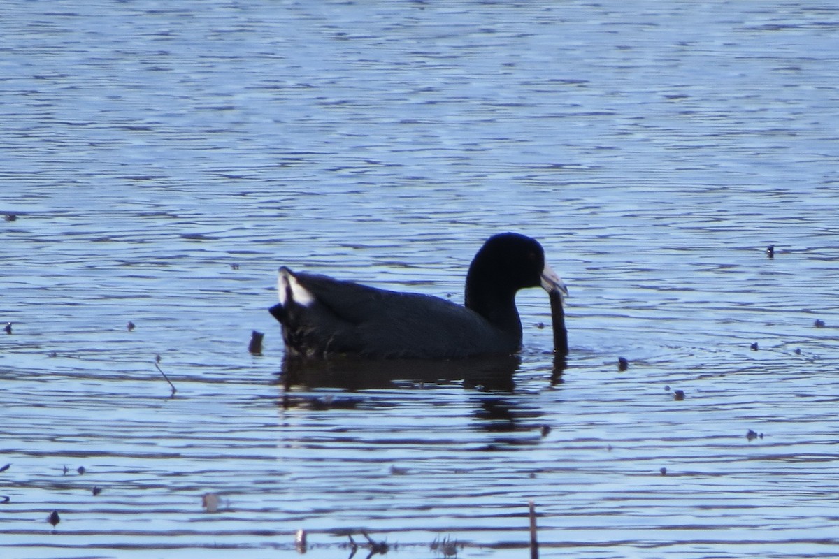 American Coot - ML616092303