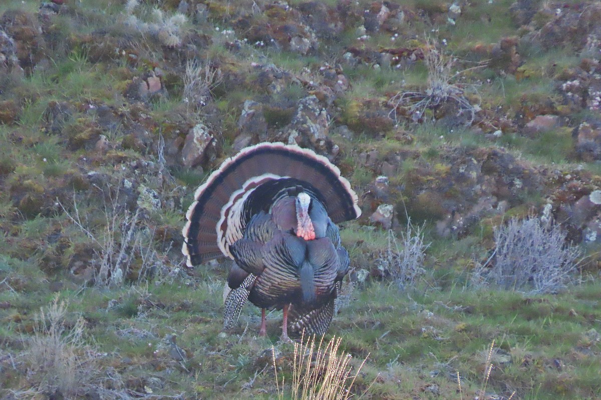 Wild Turkey - ML616092315