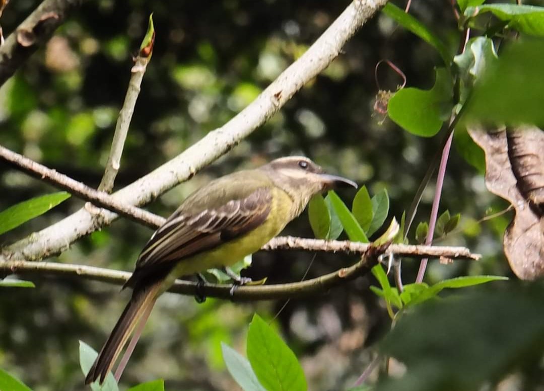 Golden-crowned Flycatcher - ML616092380