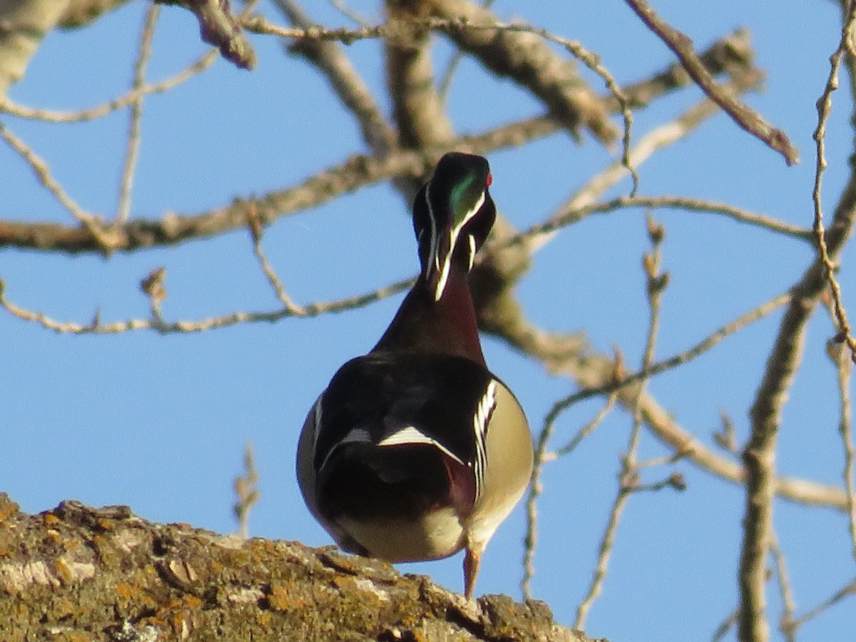 Wood Duck - ML616092406