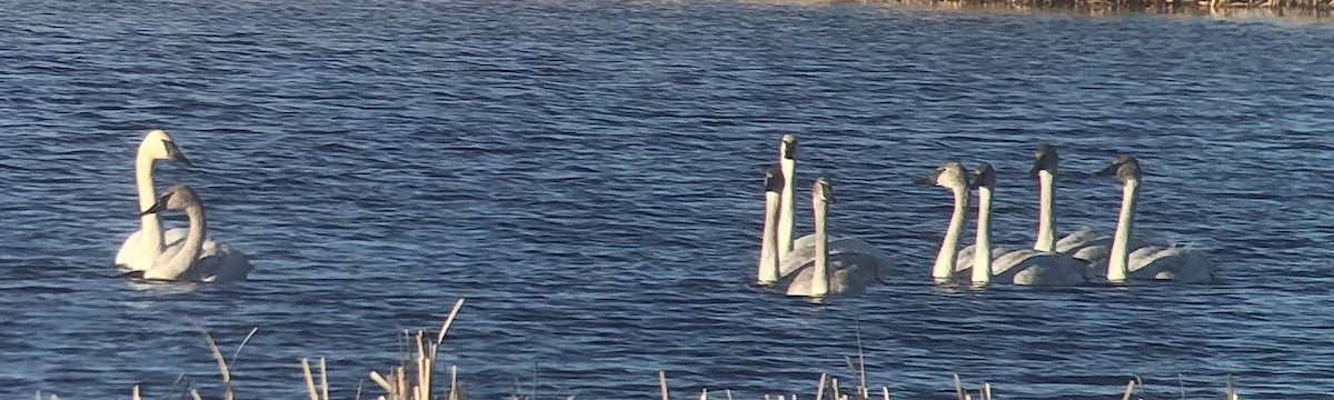 Trumpeter Swan - ML616092408