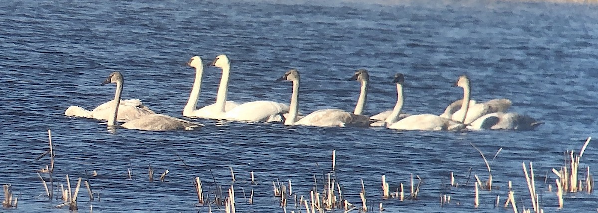 Trumpeter Swan - ML616092419