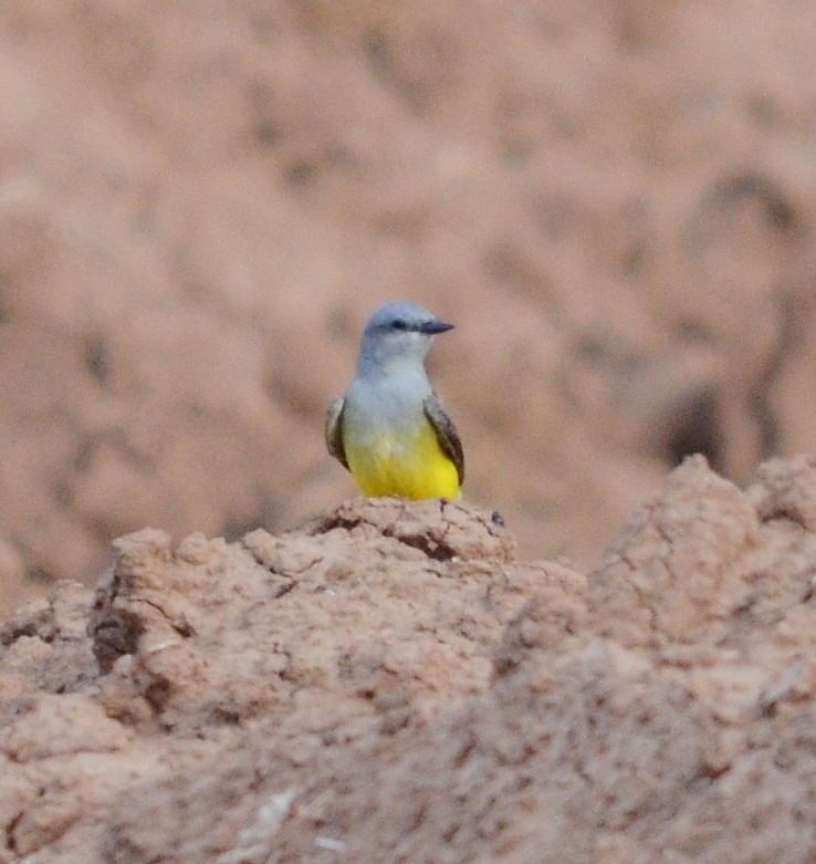 Western Kingbird - ML616092474