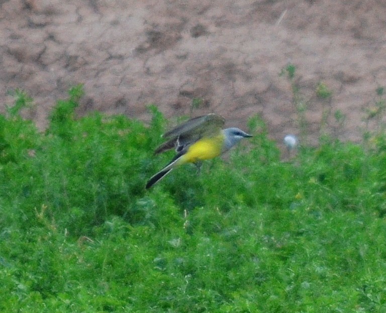 Western Kingbird - ML616092477